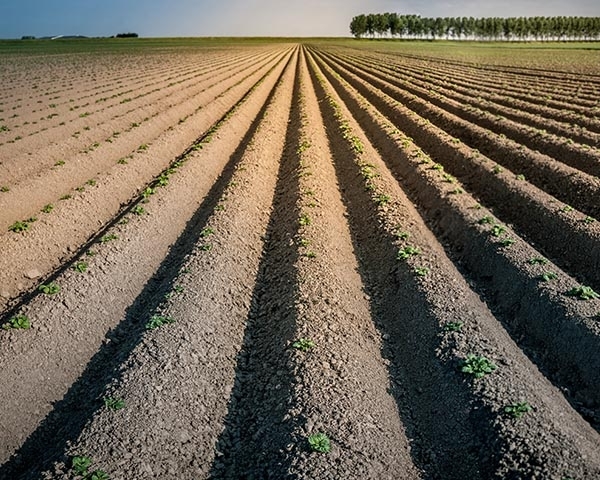 Kaarsrechte aardappelruggen lopen naar de horizon, met een rij bomen in de verte