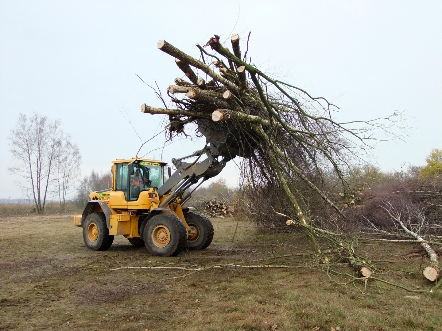Een Volvo-wiellader van Van Werven draagt een ontwortelde boom in de klem over het veld