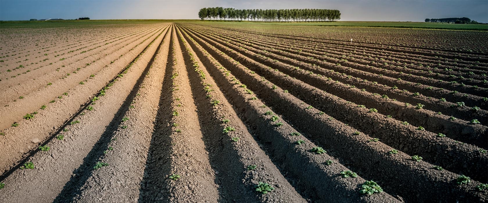 Een akker met kaarsrechte aardappelruggen die naar de horizon lopen, met een rij populieren in de verte